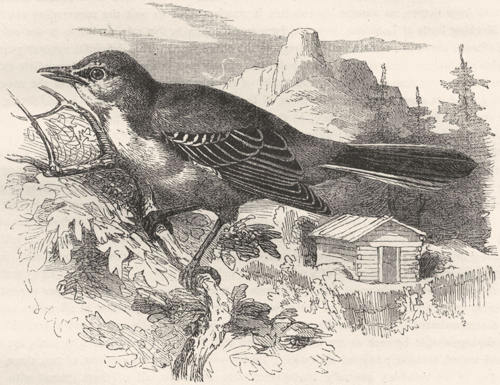 BIRDS. Singing. Thrush. Mocking Bird c1870 old antique vintage print picture